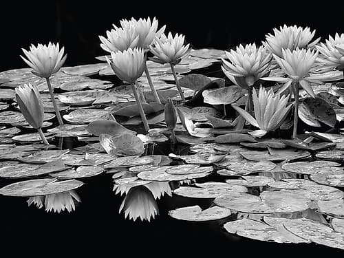 Pond Abundance Art Print