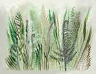Ferns II Art Print