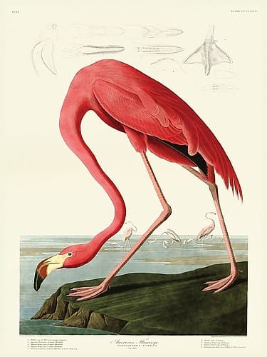 American Flamingo Art Print by John James Audubon