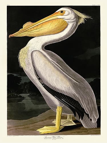 American White Pelican Art Print by John James Audubon