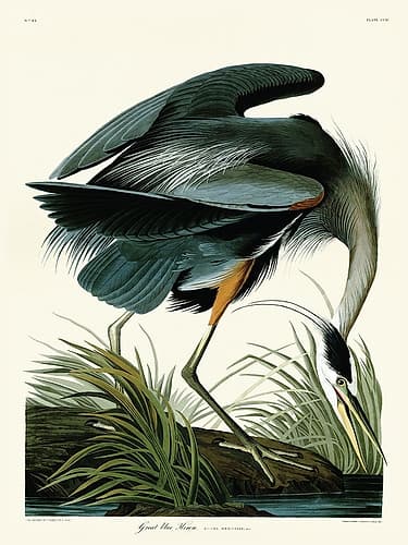 Great Blue Heron Art Print