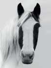 Nordic Horse I Art Print