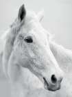 Nordic Horse II Art Print