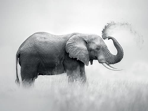 Dust Bath Art Print by Marina Cano