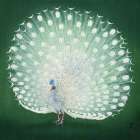 Peacock Art Print