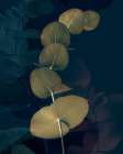 Dark Tropics I Art Print