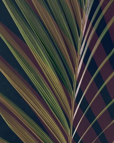 Dark Tropics II Photography Print