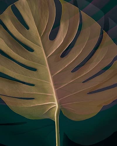 Dark Tropics III Photography Print