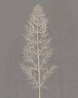 Stem Silhouette II Botanical Print