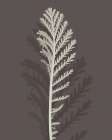 Stem Silhouette III Botanical Print