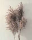 Pampus Grass I Botanical Print
