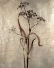 Dried Grasses II Art Print