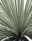 Agave Art Print