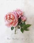 Rosa Art Print