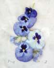 Pansy Art Print