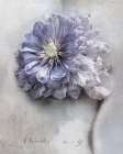Clematis Art Print