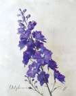 Delphinium Art Print