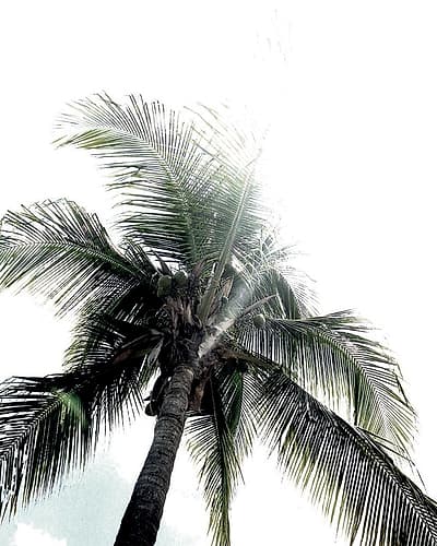 Panama Palms Art Print