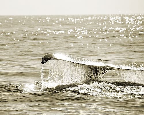 Sepia Whale Art Print