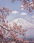 Mount Fuji - Cherry Blossoms Art Print