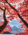 Mount Fuji - Autumn Leaves Art Print
