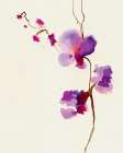 Velvet Orchid Art Print