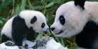 Panda Bear With Cub Art Print