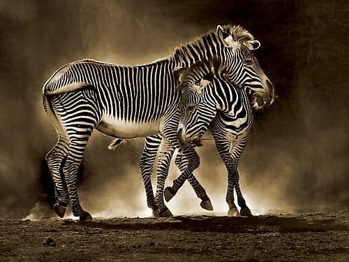 Zebra Grevys Art Print