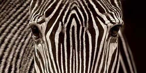 Zebra Grevy Art Print