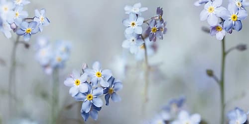 Forget-Me-Nots Art Print