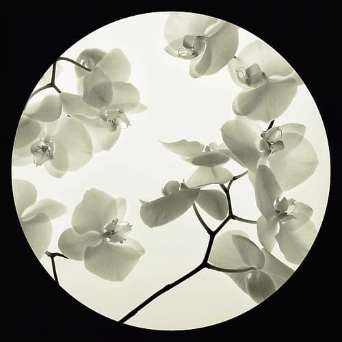 Orchid I Art Print