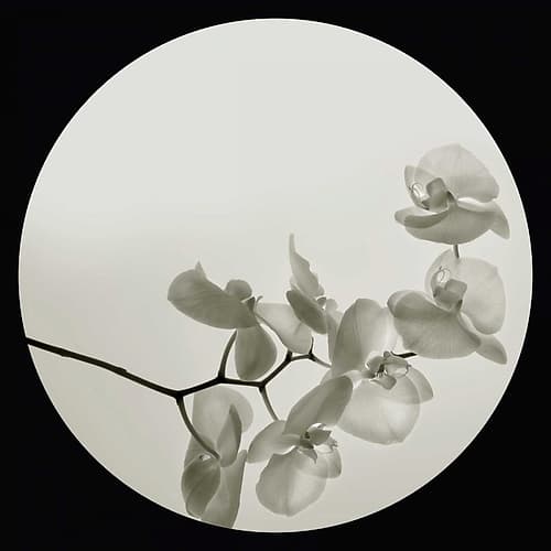 Orchid II Art Print