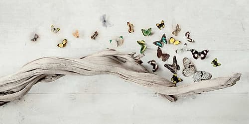 Drift of Butterflies Art Print