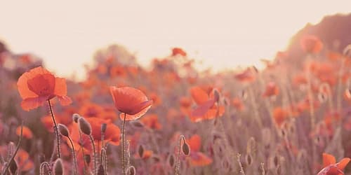 Field of Poppies Art Print