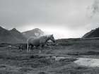 Grazing Together, Lofoten Islands Art Print