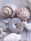 Shells and Pebbles Art Print by Howard Shooter