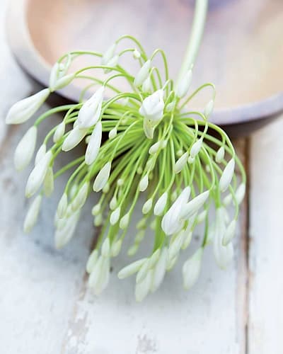 White Still Life I Art Print