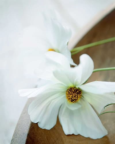 White Still Life II Art Print
