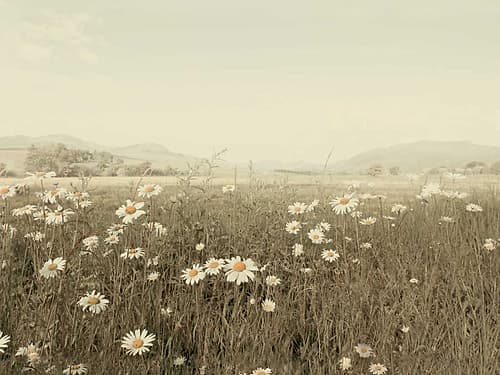 Field of Daisies Toile murale reproduction