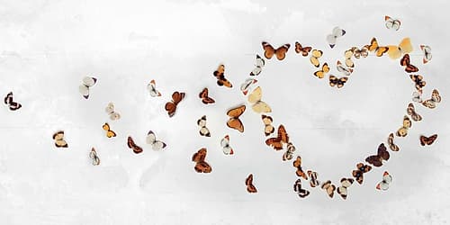 Butterfly Heart Art Print by Ian Winstanley