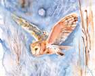 Barn Owl Winter Sky Art Print