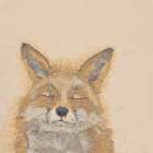 Zen Fox Art Print