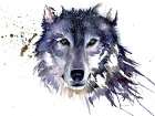 Snow Wolf Art Print by Sarah Stokes