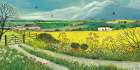 Canola Fields Art Print