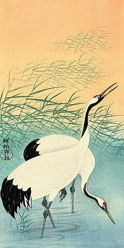 Two Cranes Art Print