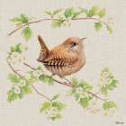 Jenny Wren Art Print