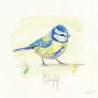 Blue Tit Art Print
