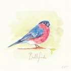 Bullfinch Art Print