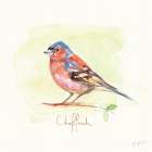 Chaffinch Art Print