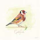 Goldfinch Art Print
